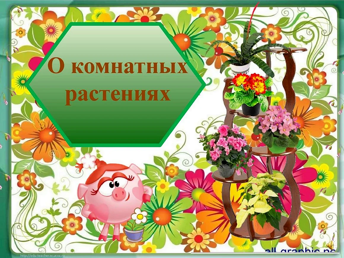 Комнатные растения презентация