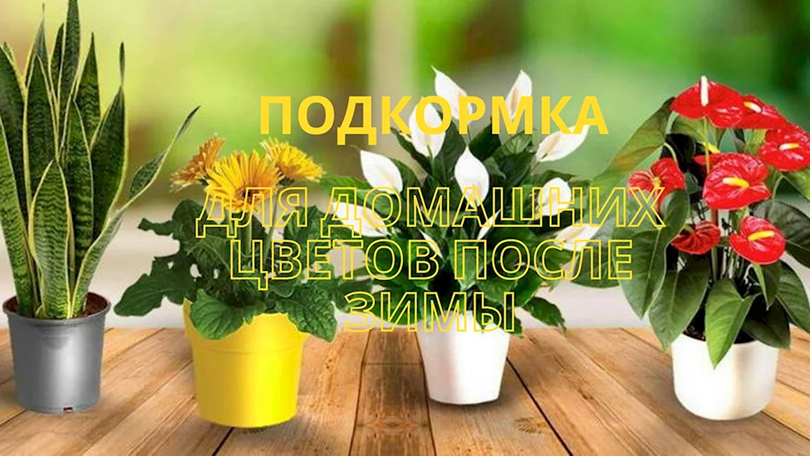 Комнатные цветы