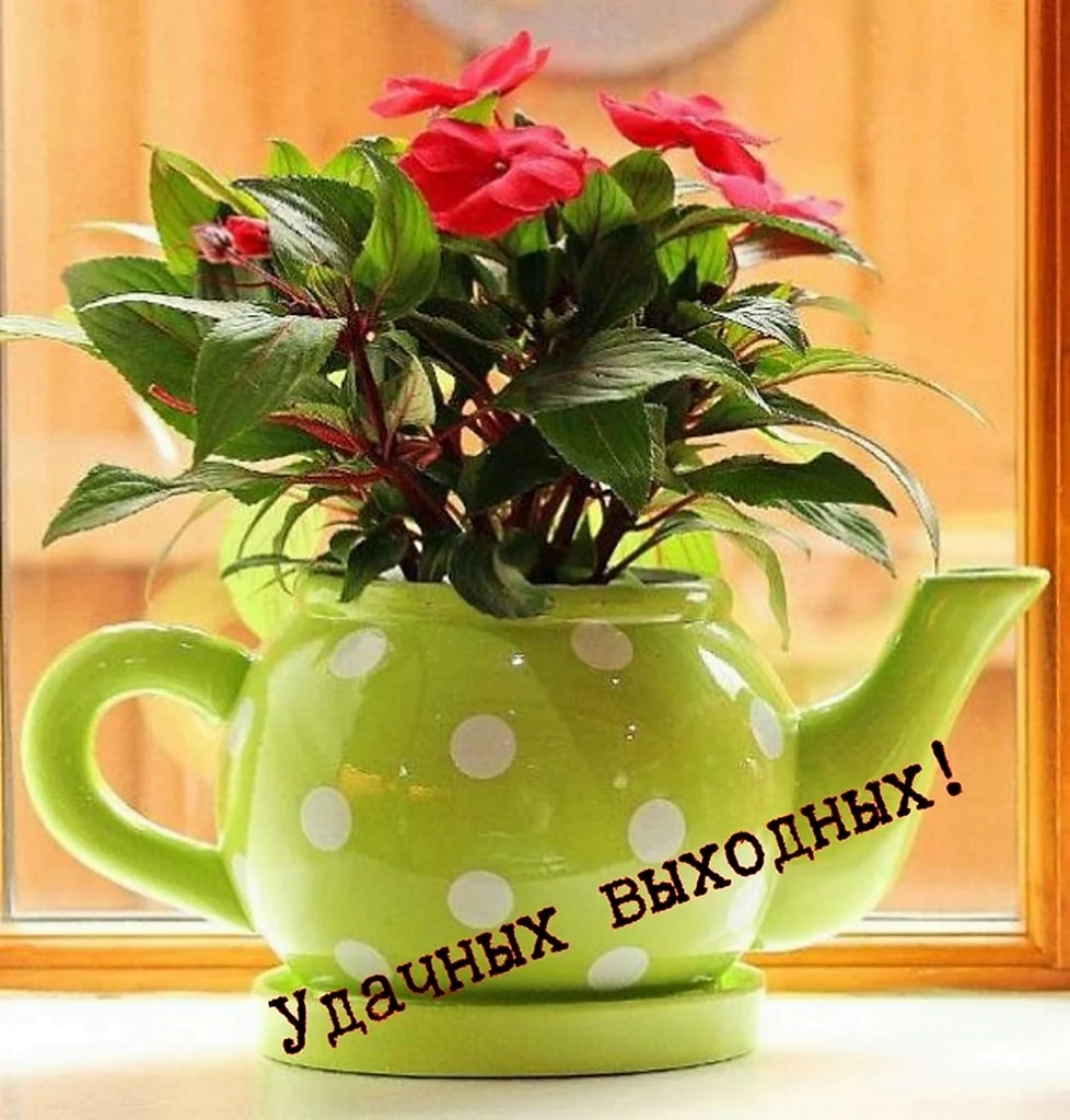 Комнатные цветы в чашке