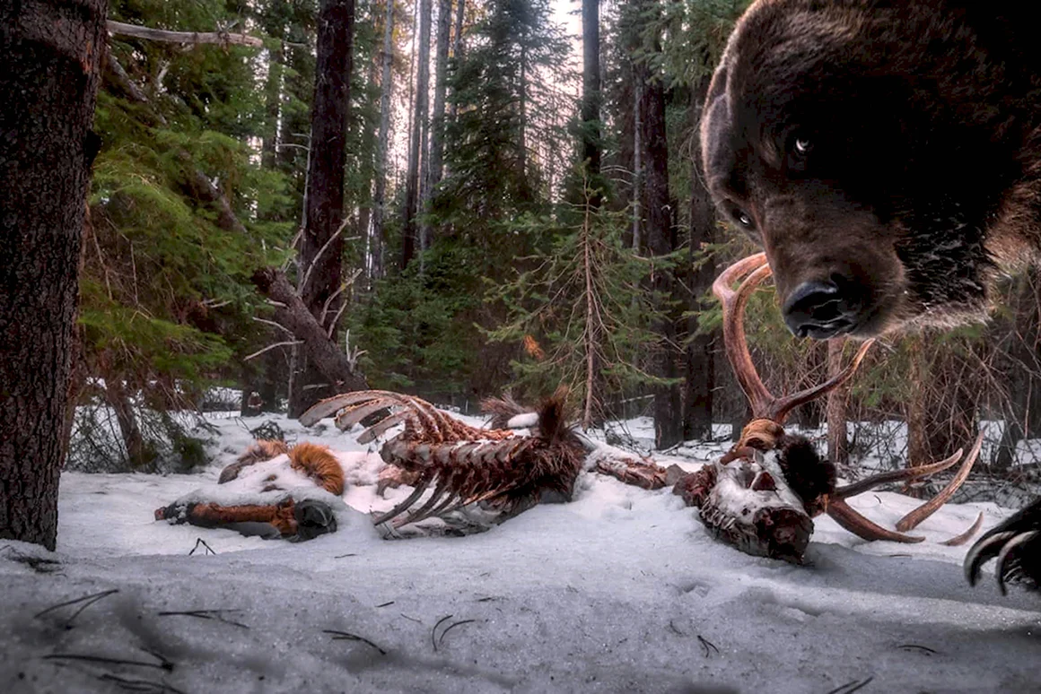 Конкурс Wildlife photographer of the year