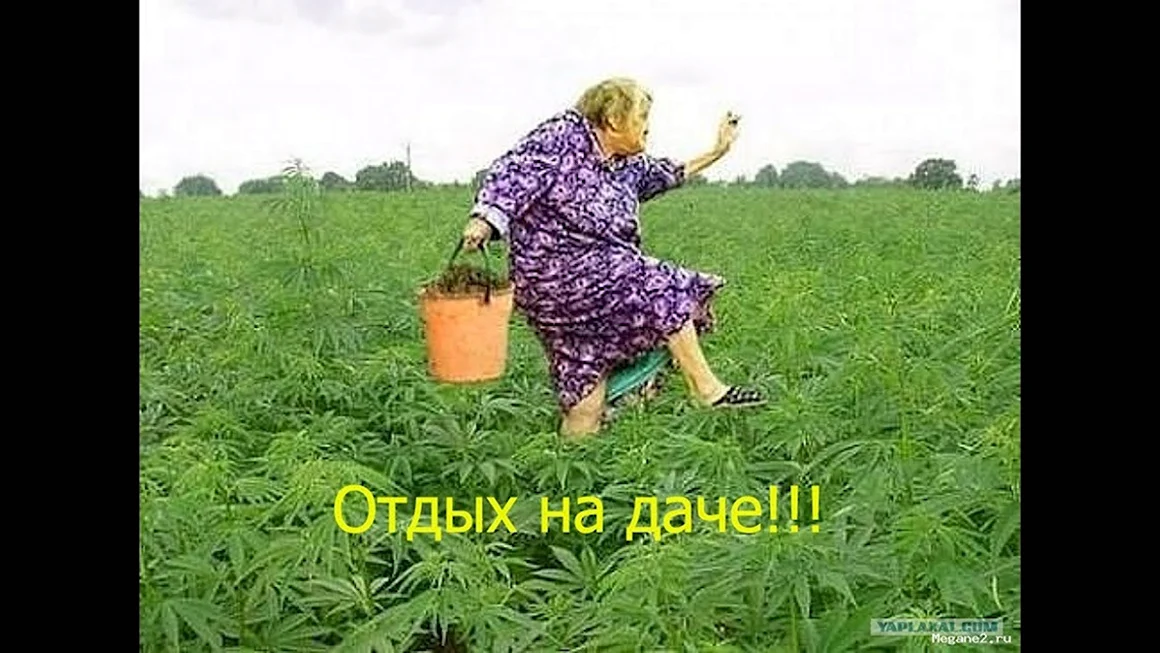 Конопля Иссык Кульский