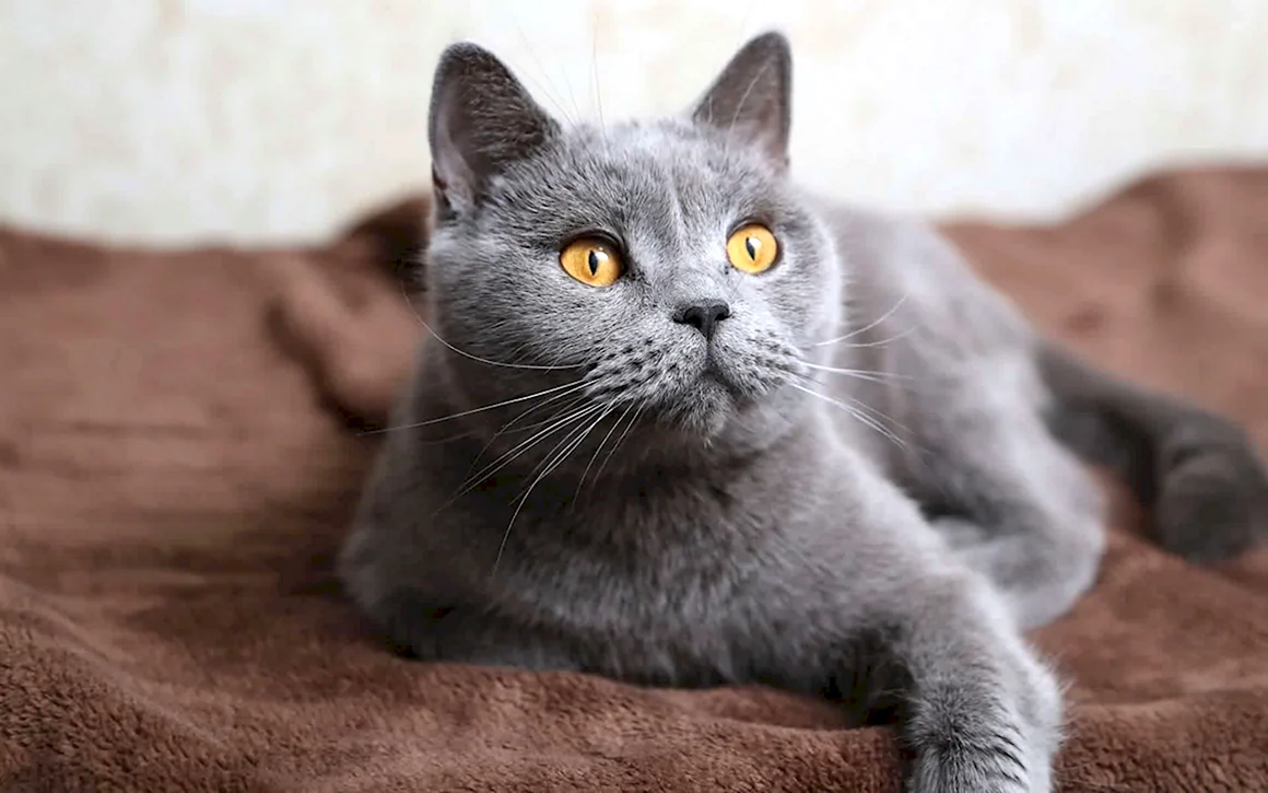 Корат шартрез Картезианская кошка