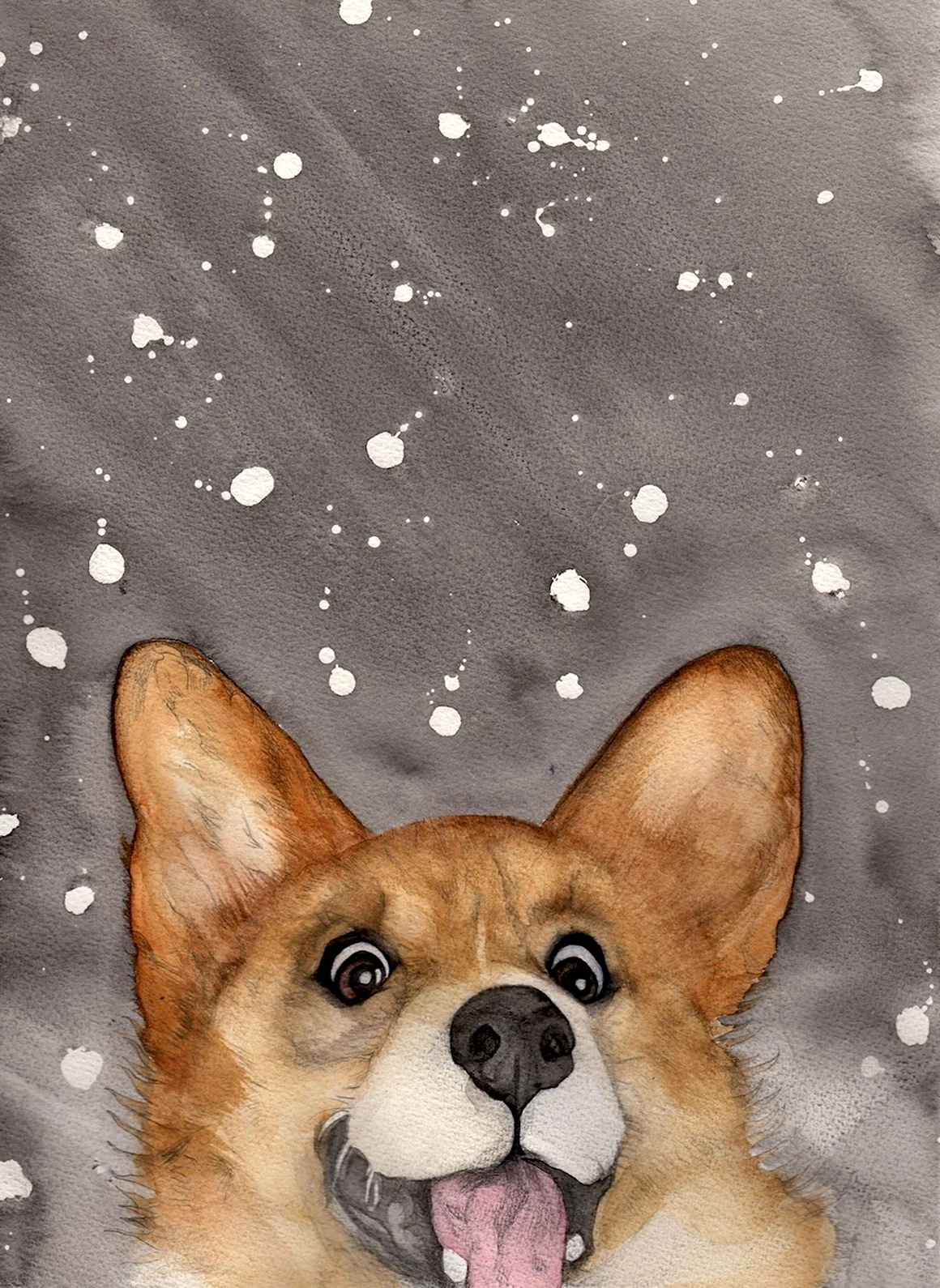 Корги