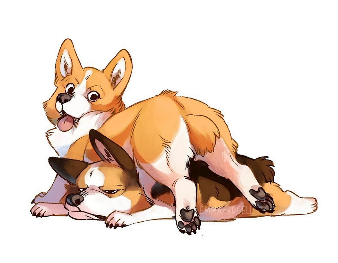 Корги