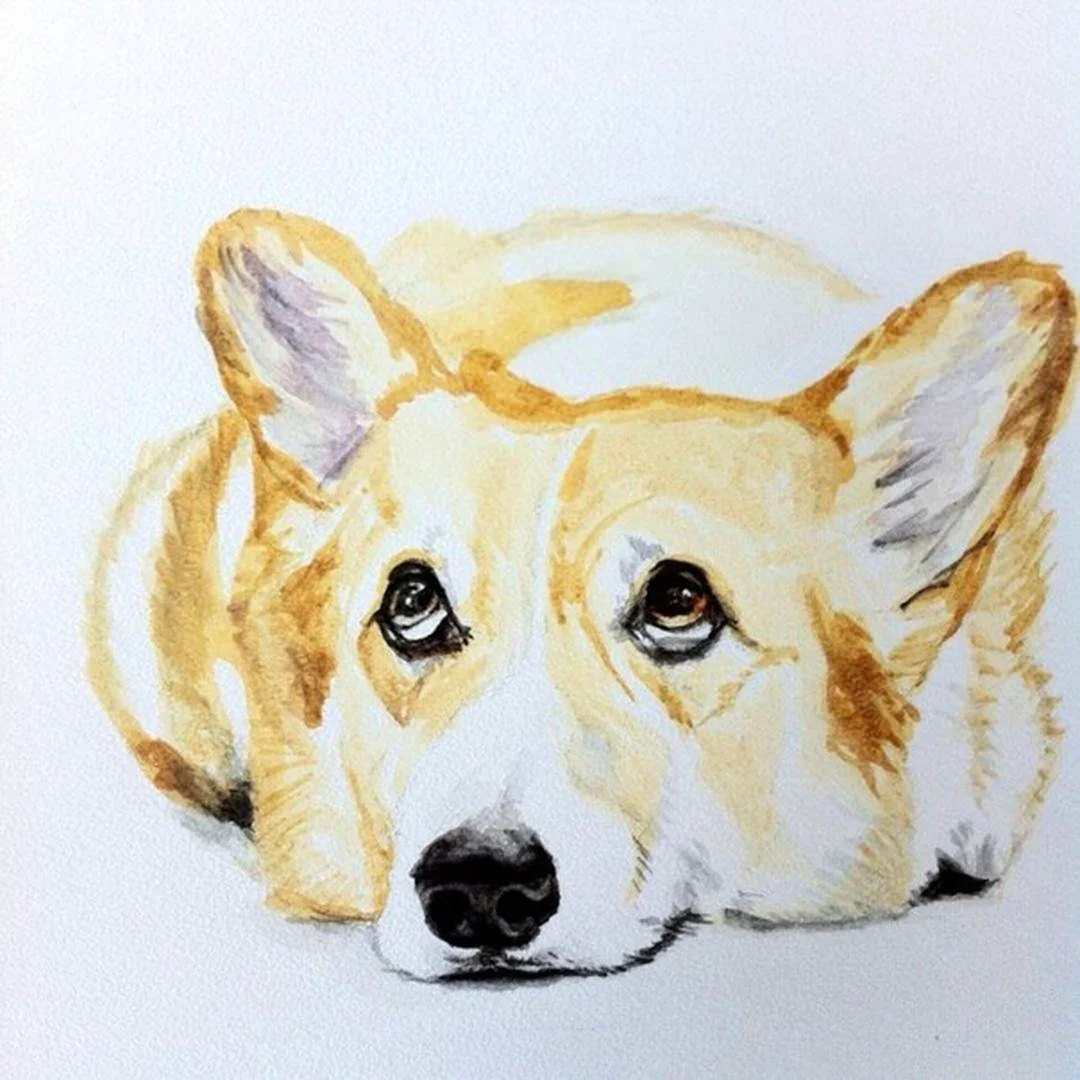 Корги акварелью