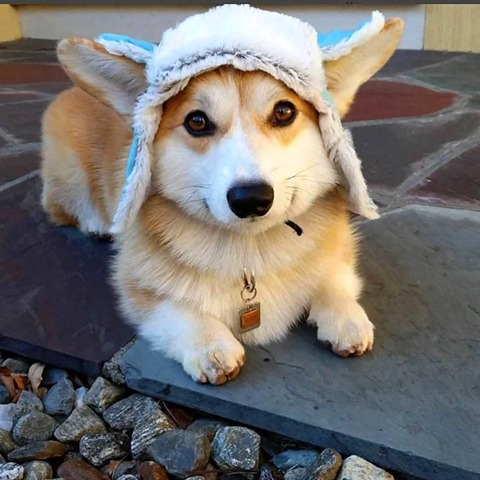 Корги Догго