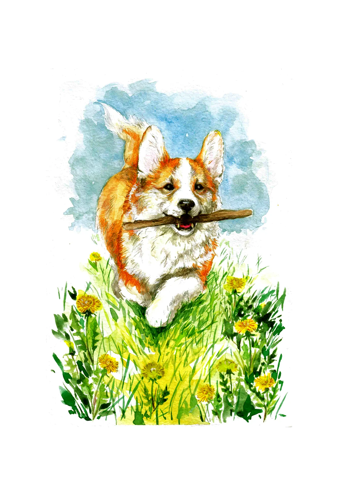 Корги Illustrator