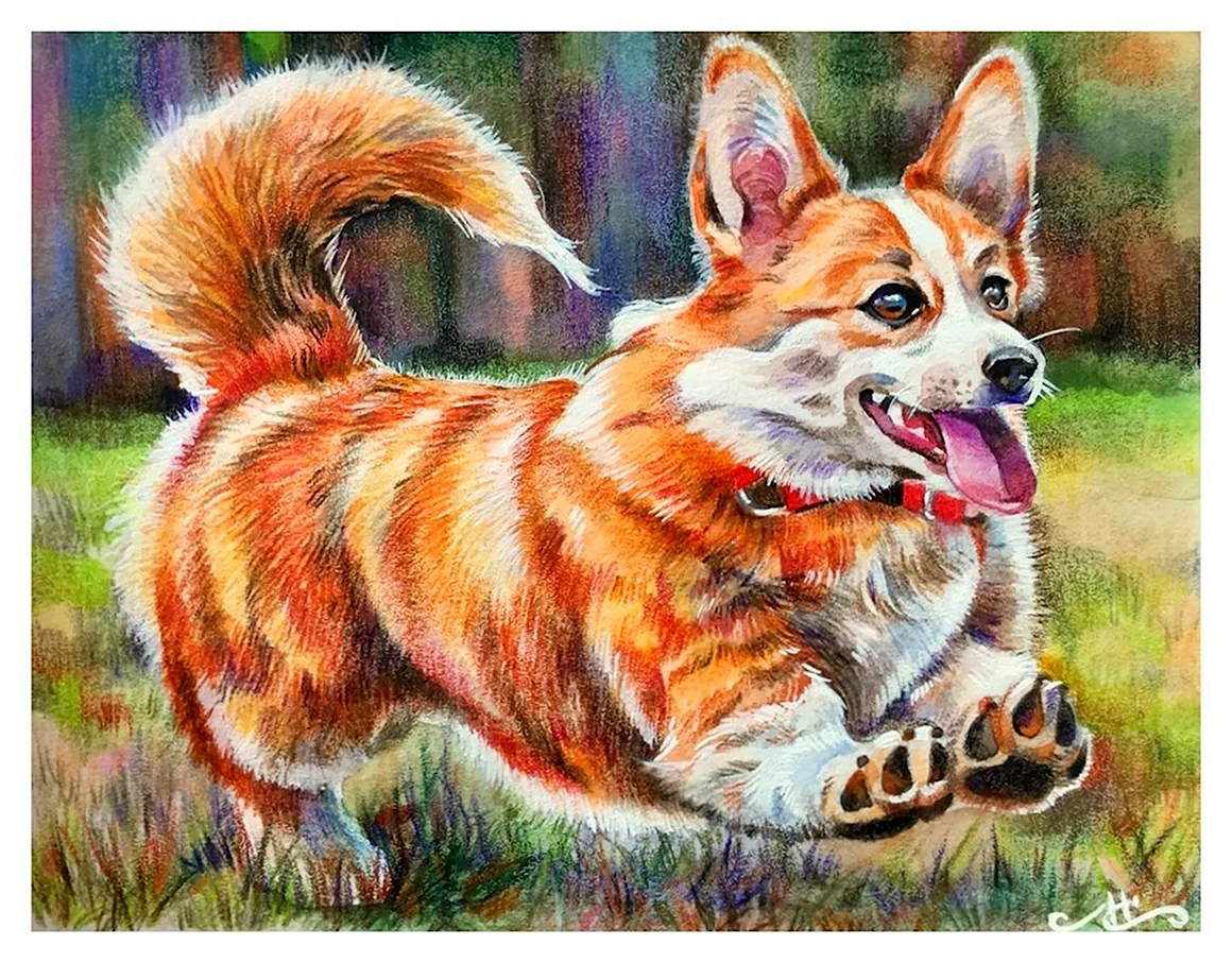 Корги НАРИСОНАВА