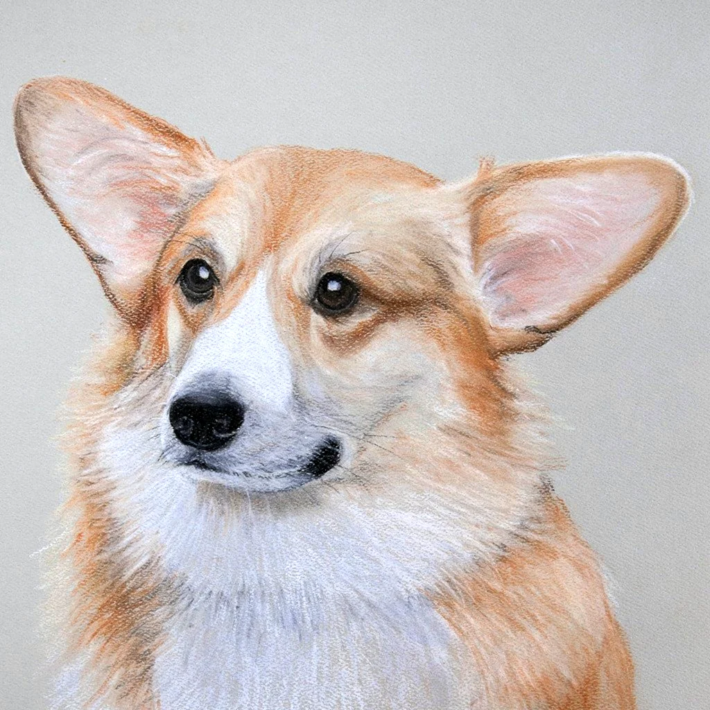 Корги НАРИСОНАВА