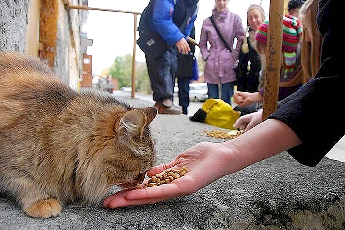 Кормление бездомных кошек