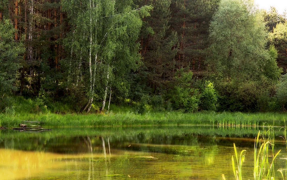 Королев Лесное озеро