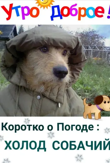 Коротко о погоде холод собачий