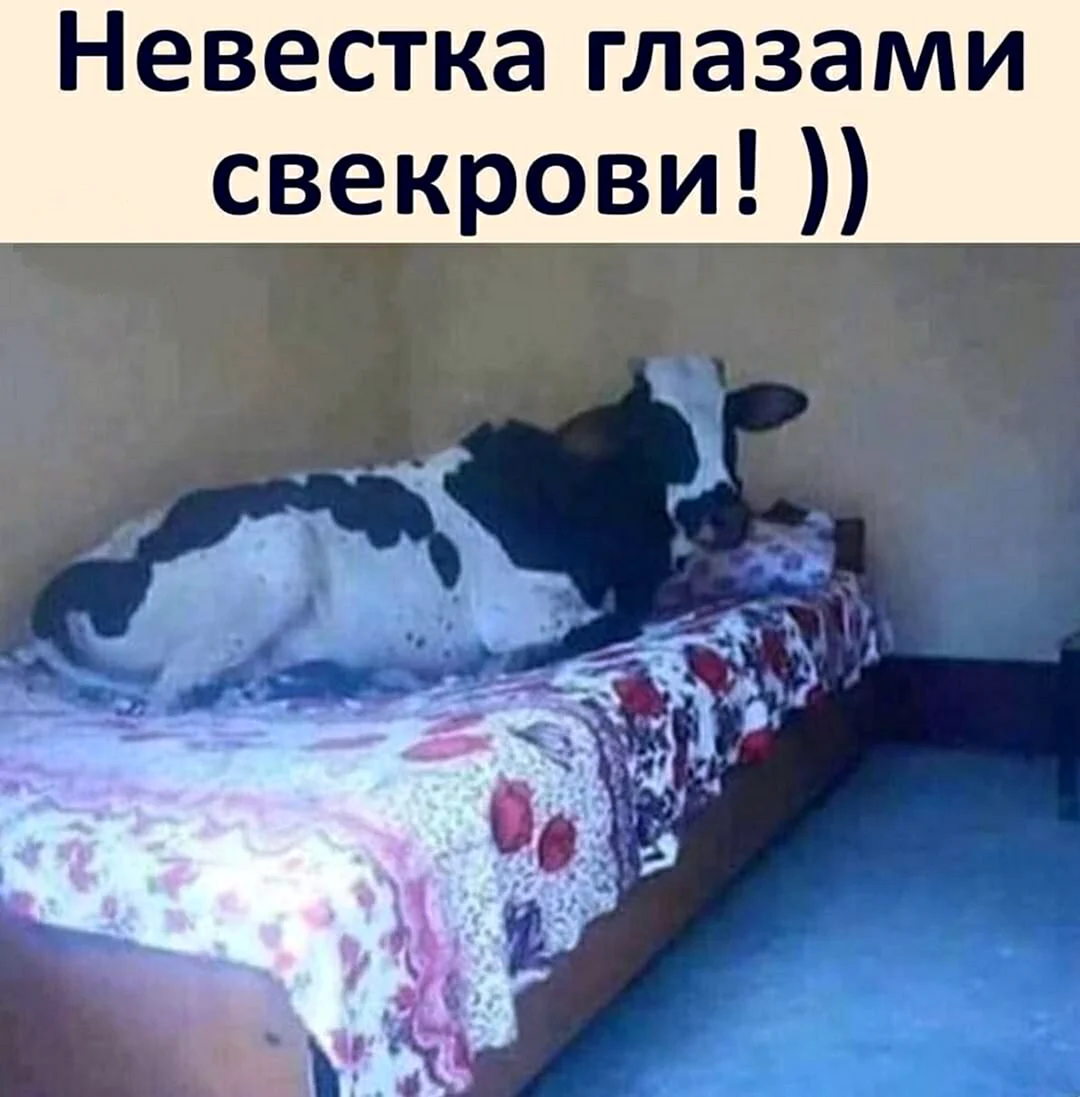 Корова лежит на кровати
