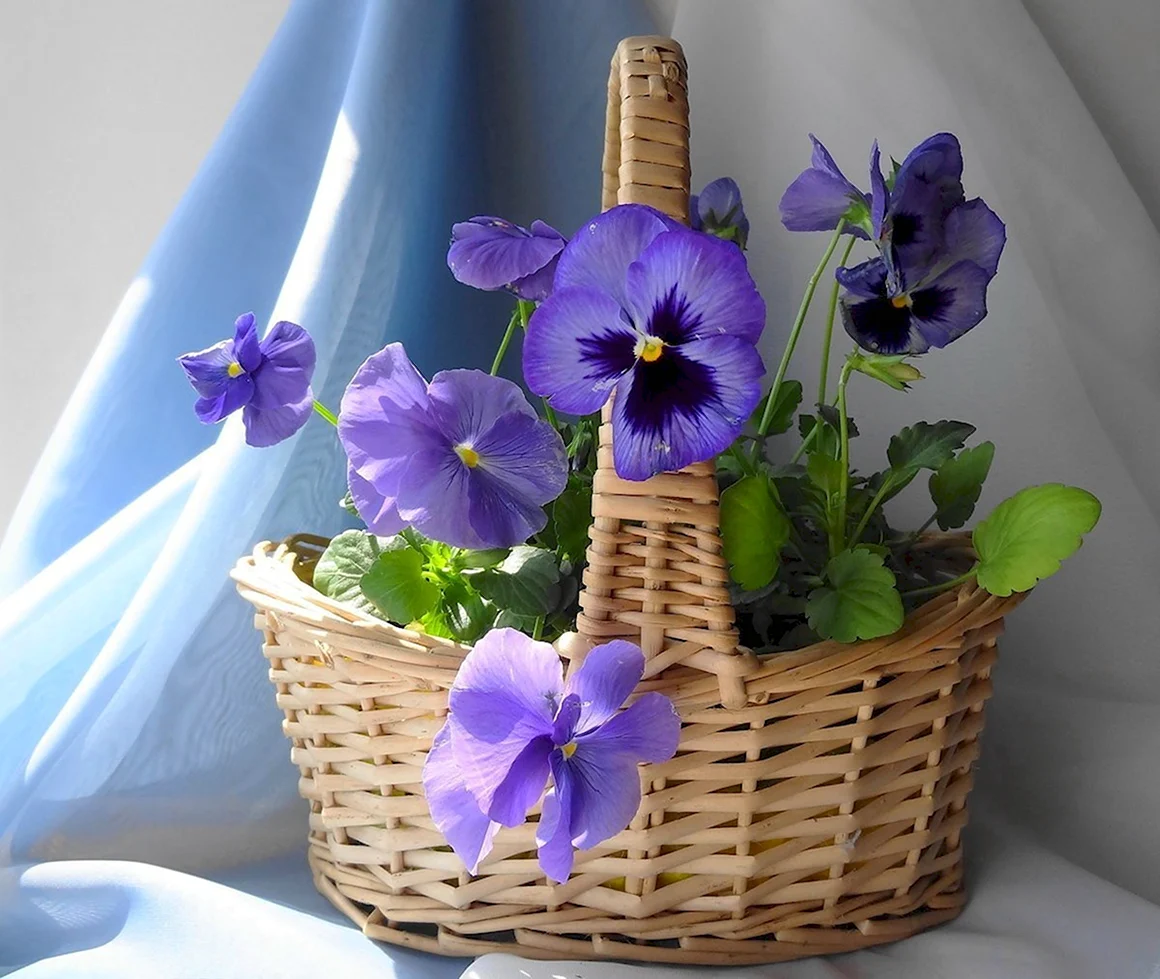 Корзина с анютиными глазками