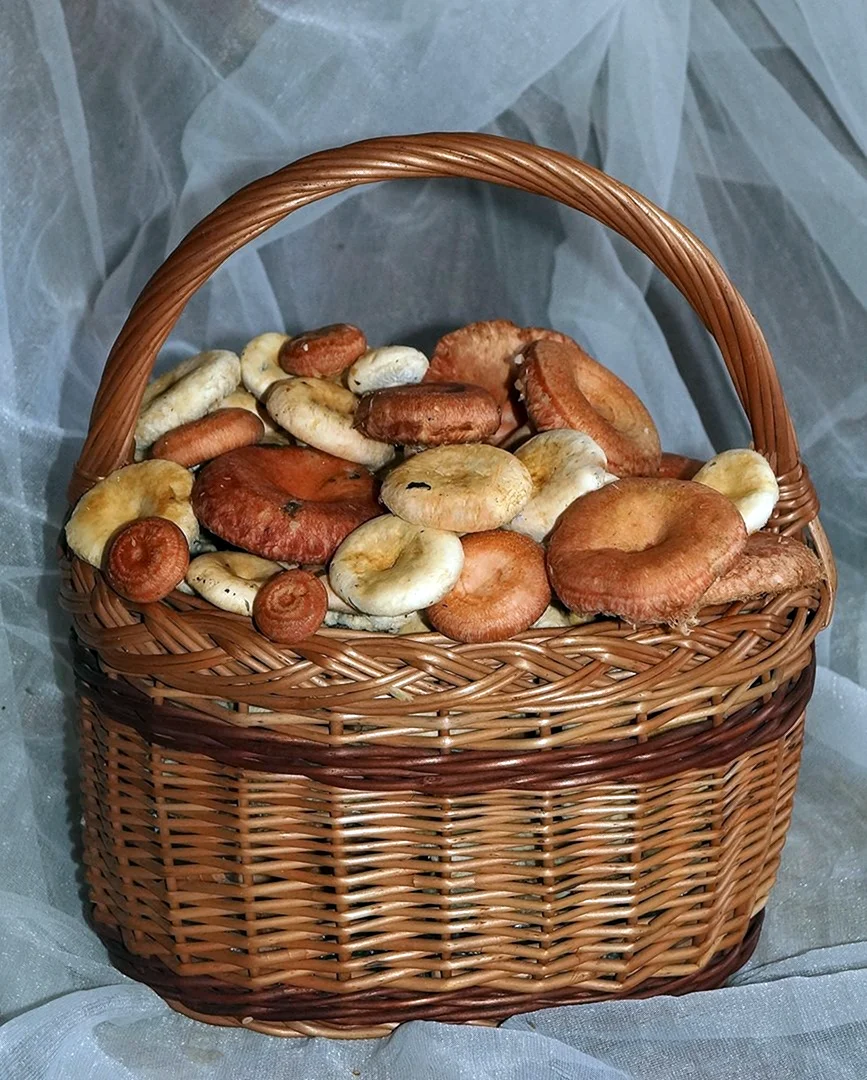 Корзина с грибами