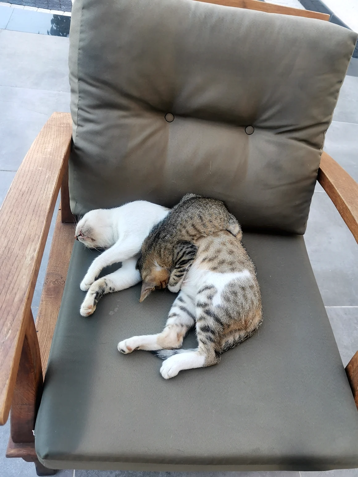 Кошачья лень