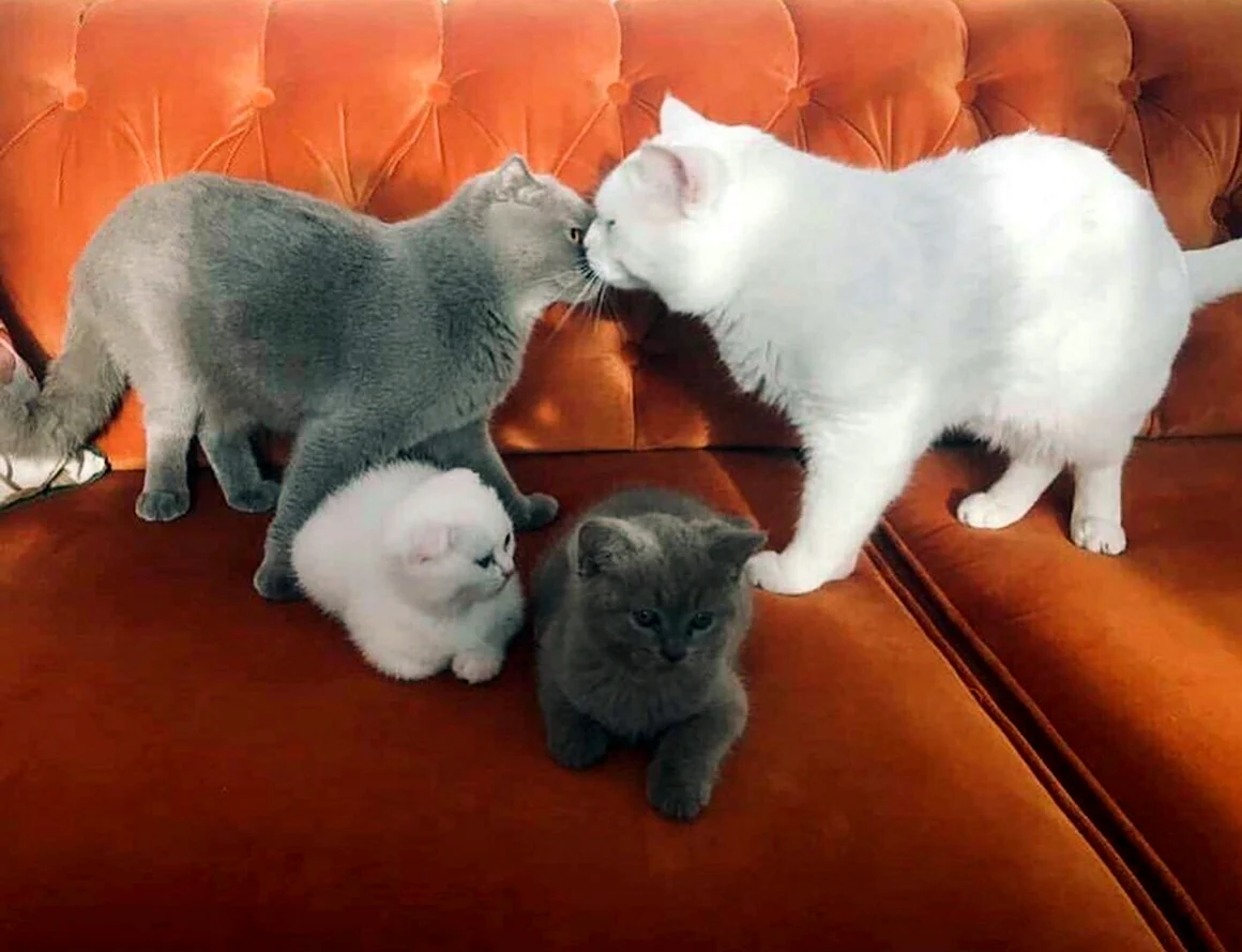 Кошачья семья