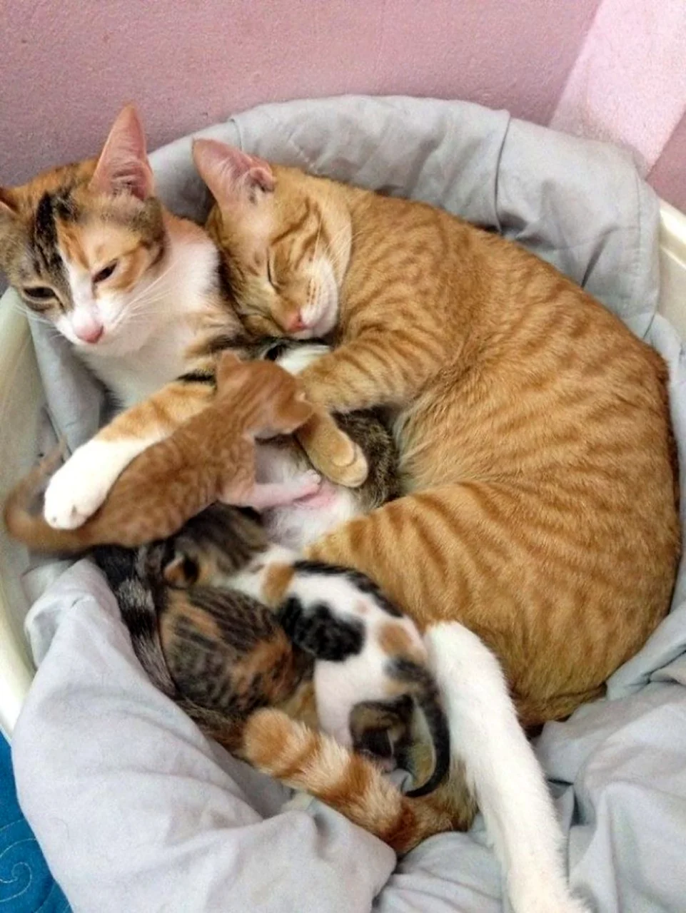 Кошачья семья