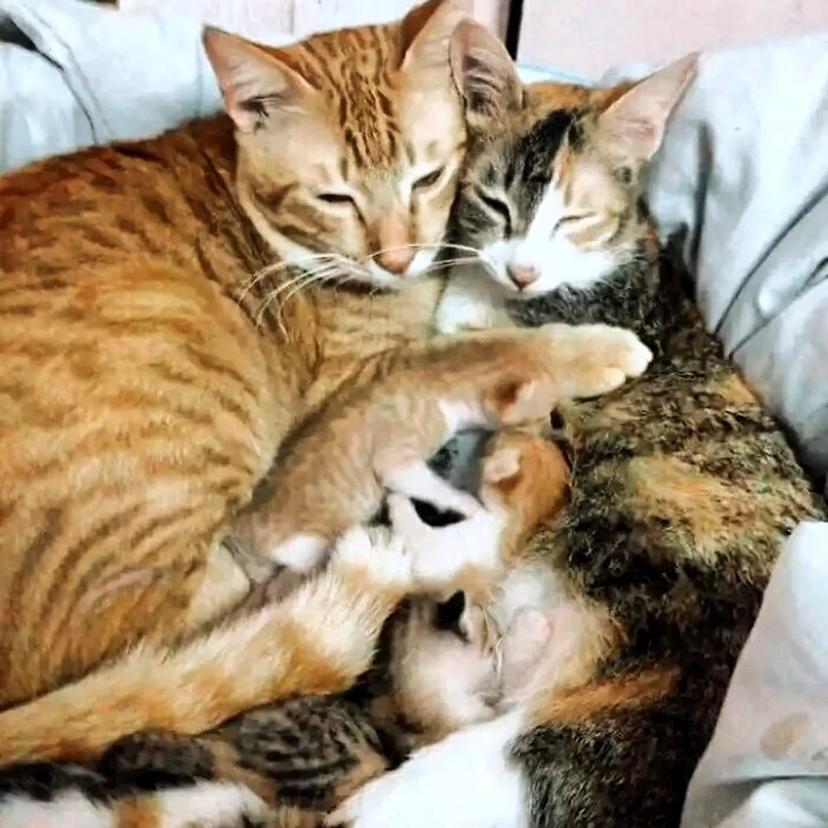 Кошачья семья