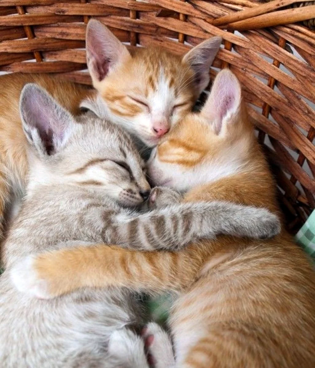 Кошачья семья