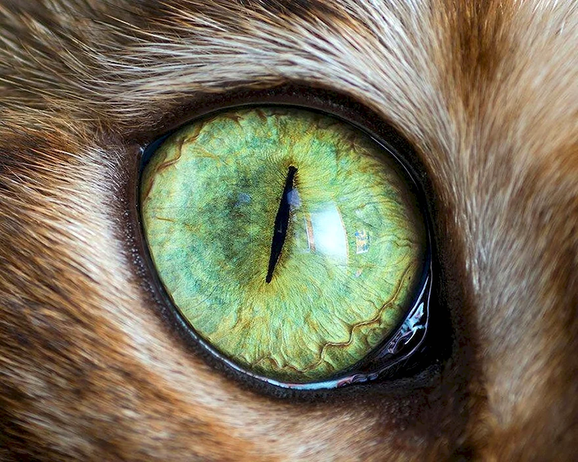 Кошачий глаз