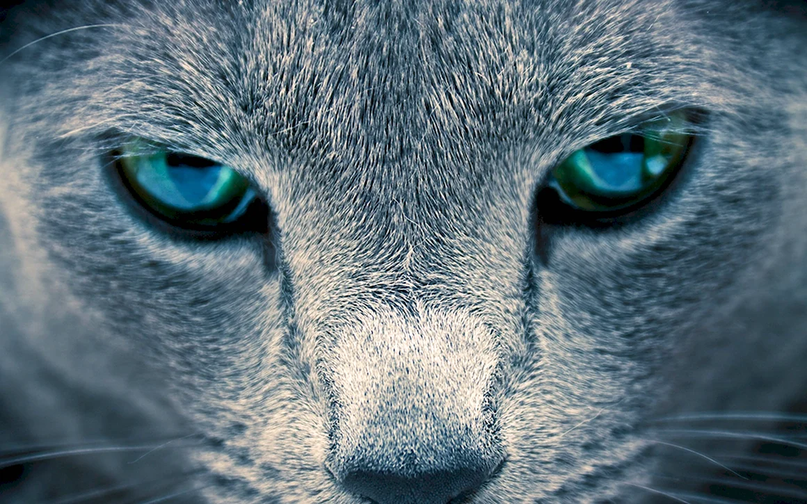 Кошачий глаз