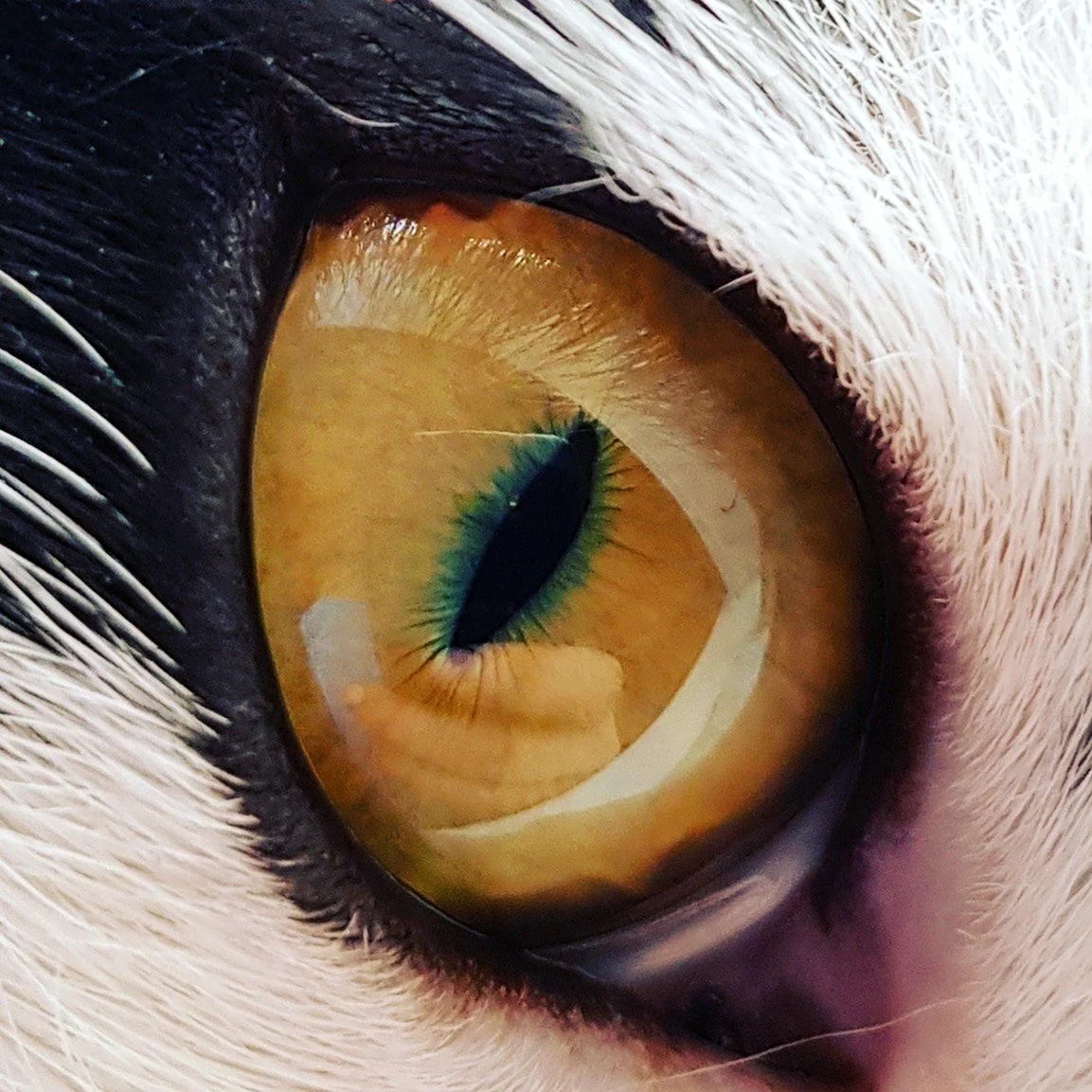 Кошачий глаз