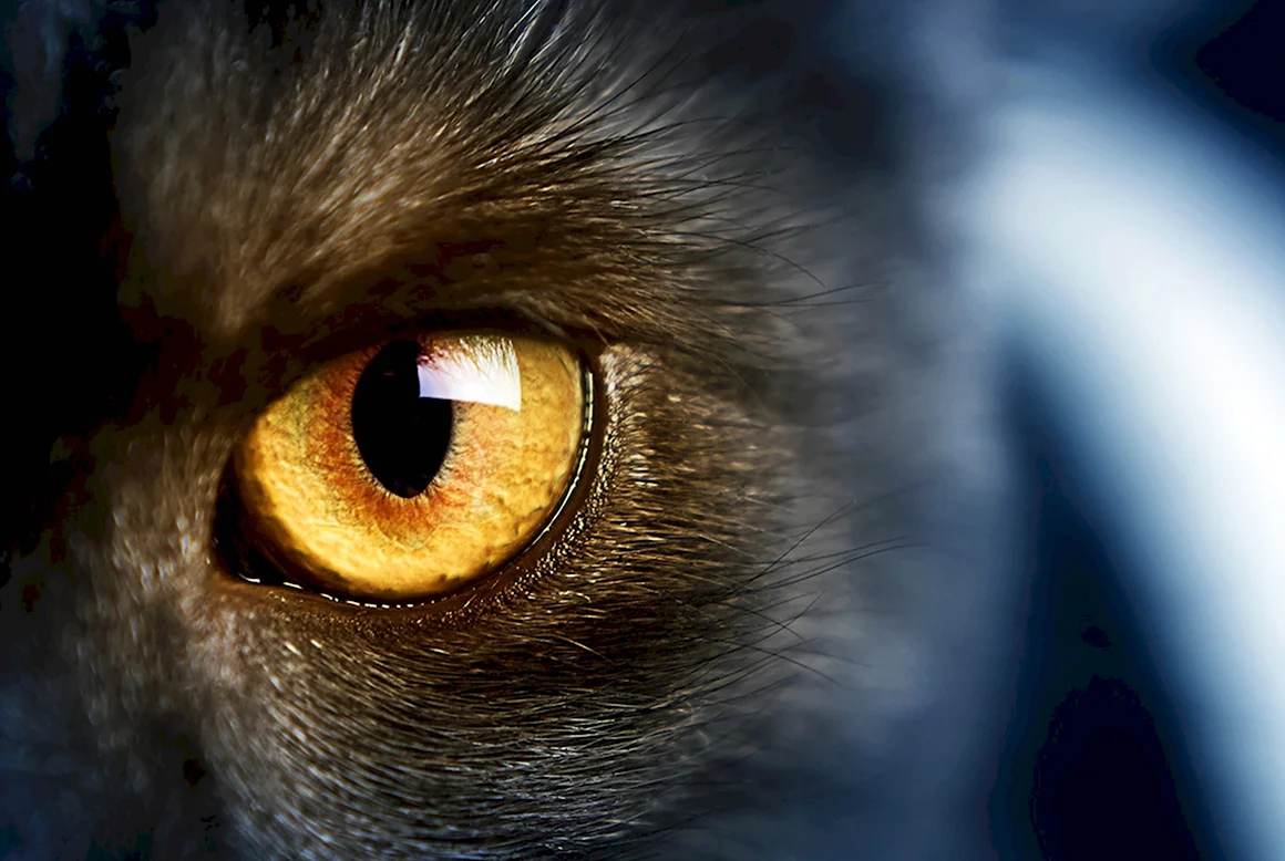 Кошачий глаз Cats Eye 1985