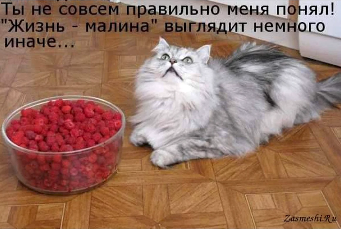 Кошачий юмор
