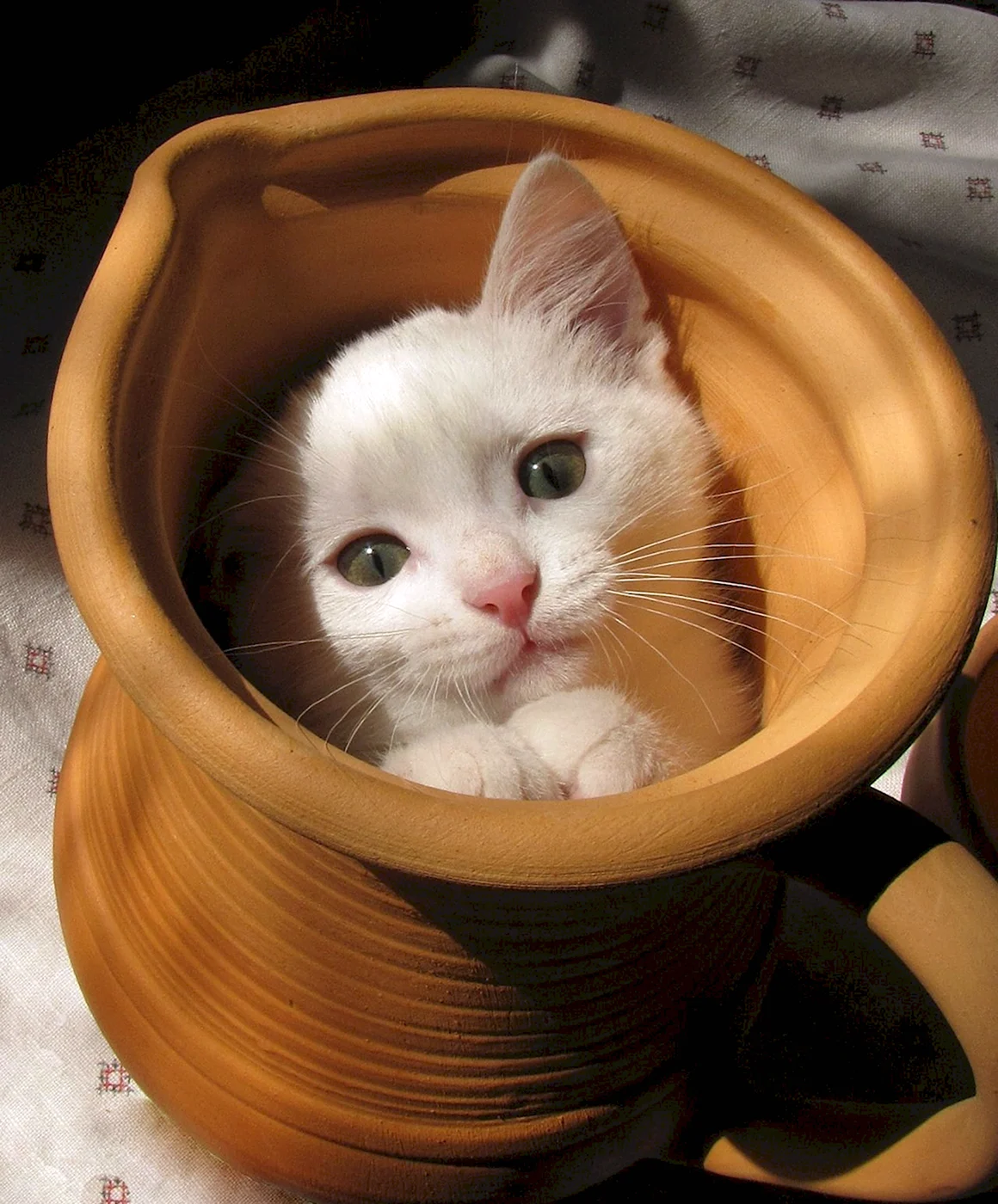 Кошачий приветик