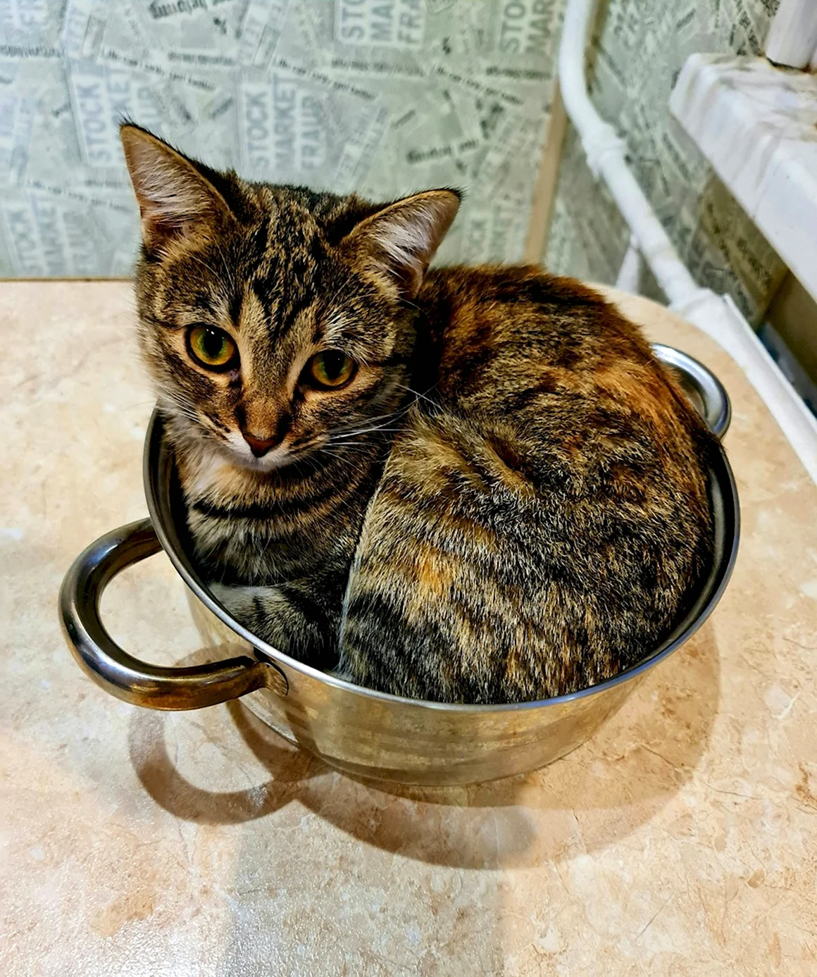 Кошачий суп