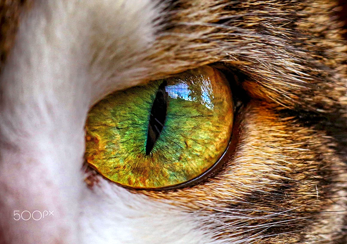 Кошачий зрачок