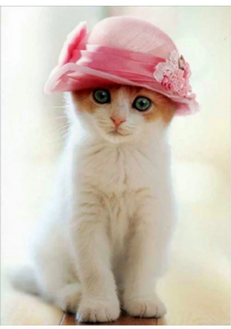 Кошечка в шляпке