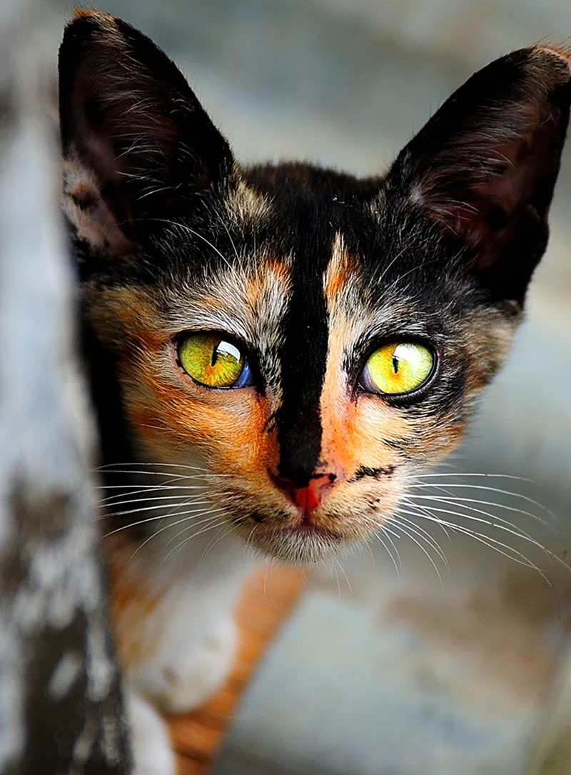 Кошка