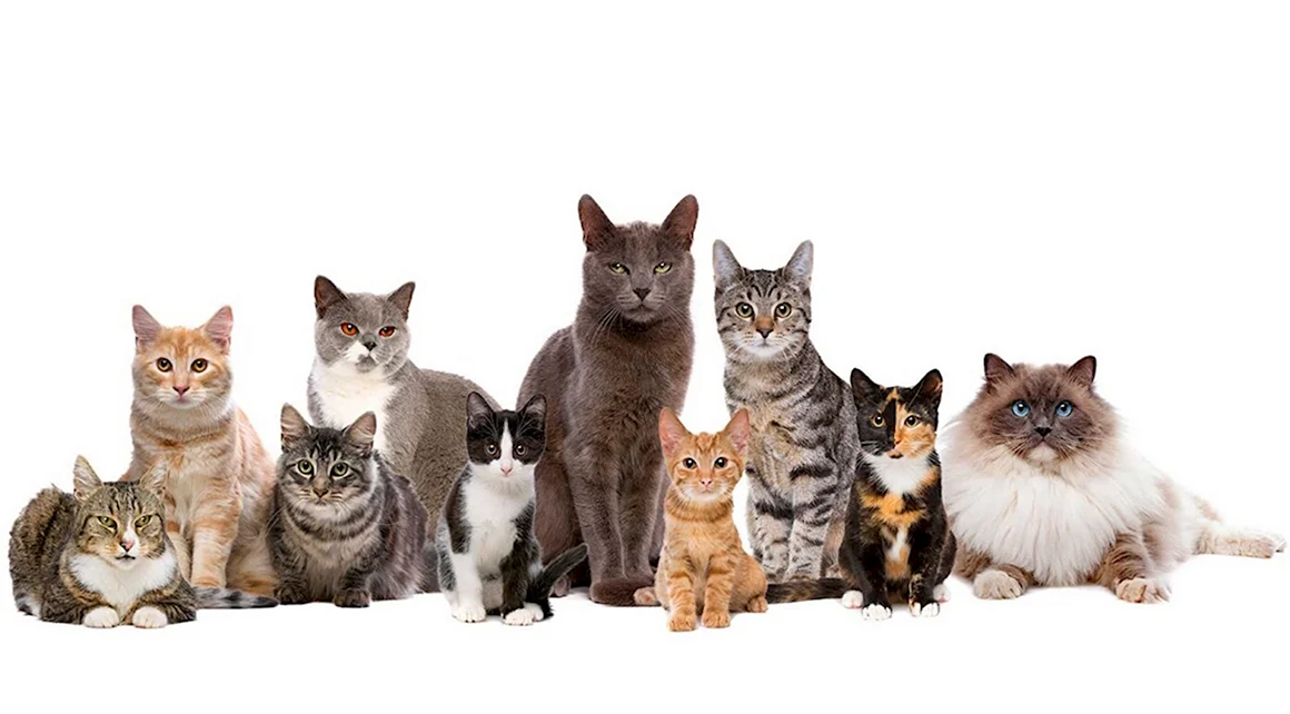 Кошка
