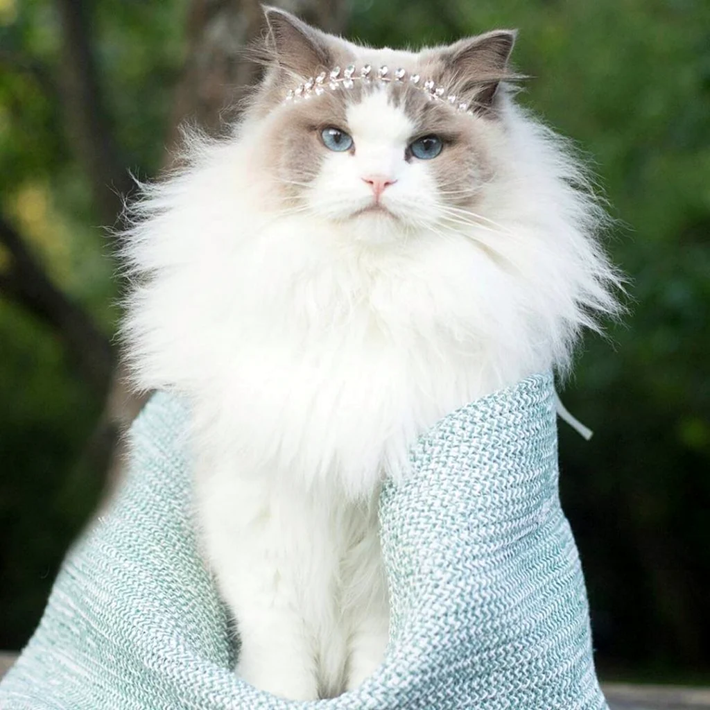 Кошка Аврора Рэгдолл