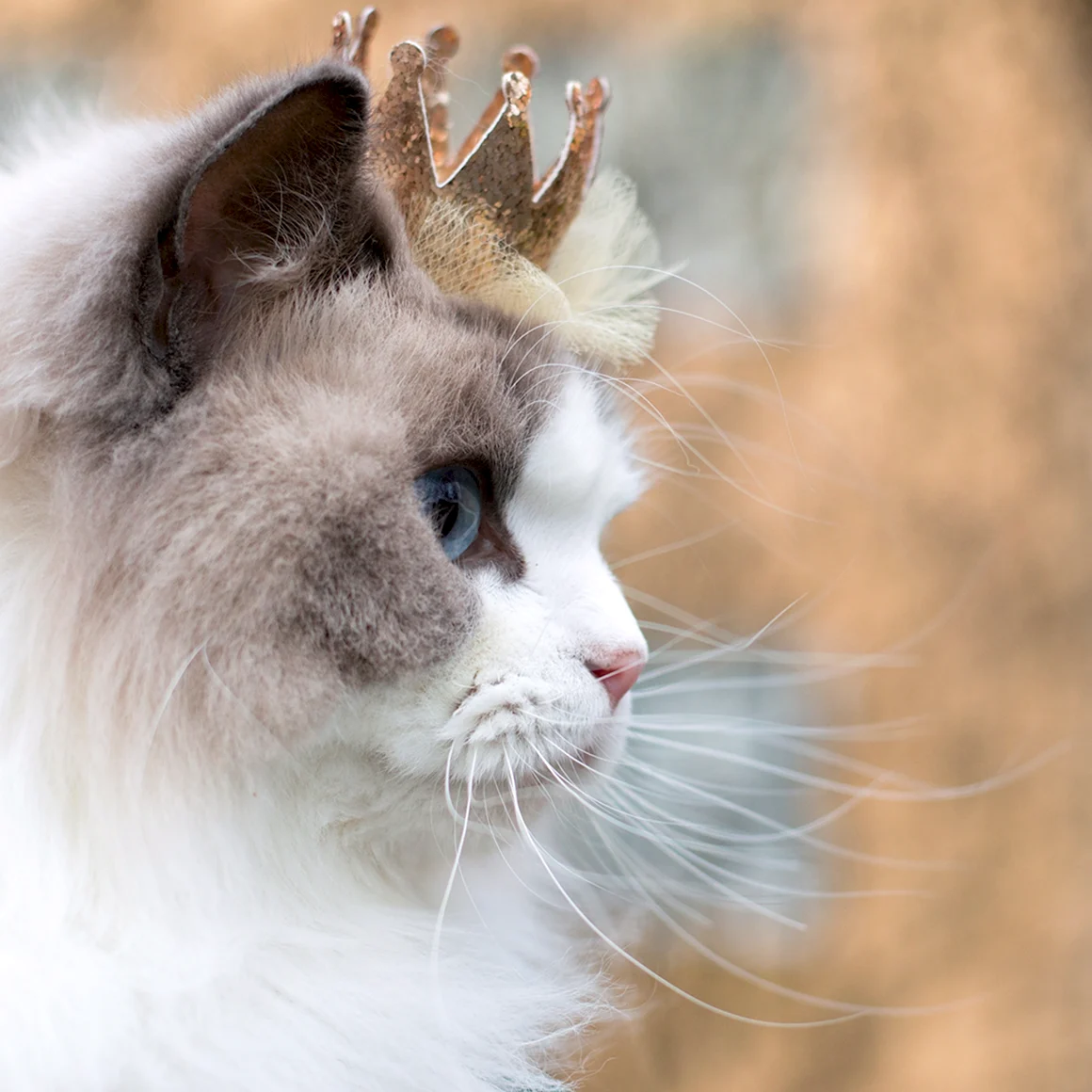 Кошка Аврора Рэгдолл