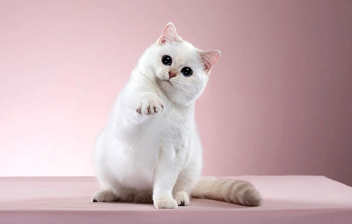 Кошка белая