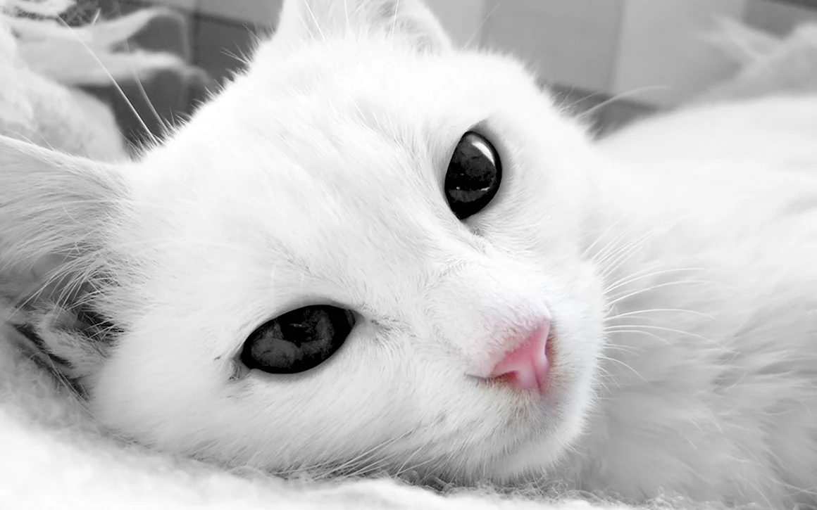 Кошка белая