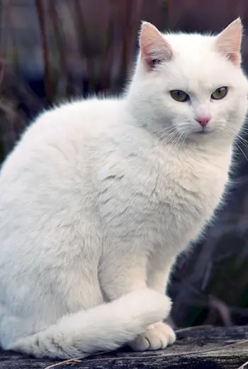 Кошка белая