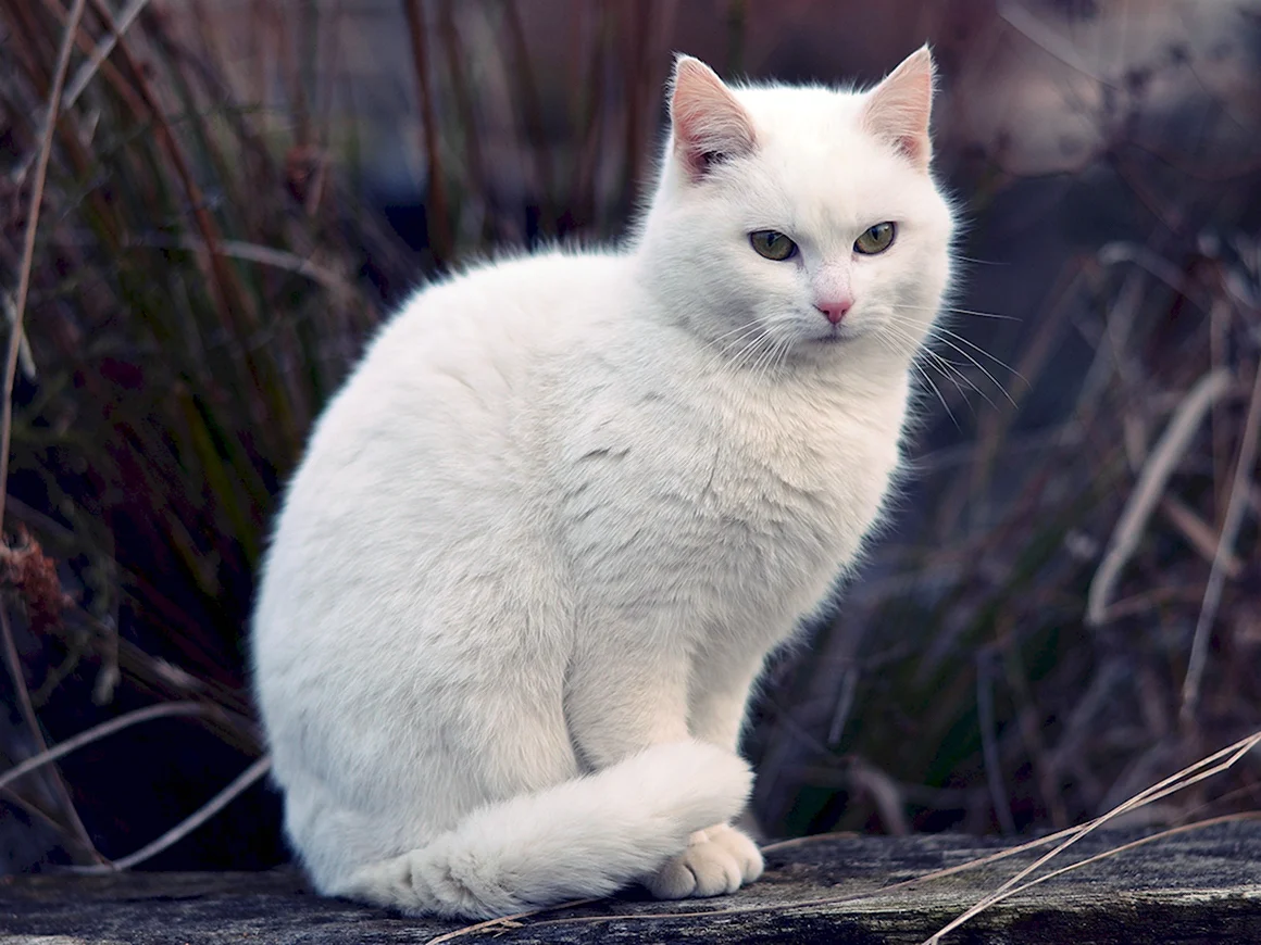 Кошка белая