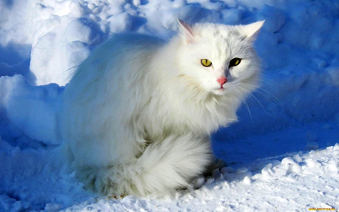 Кошка белая