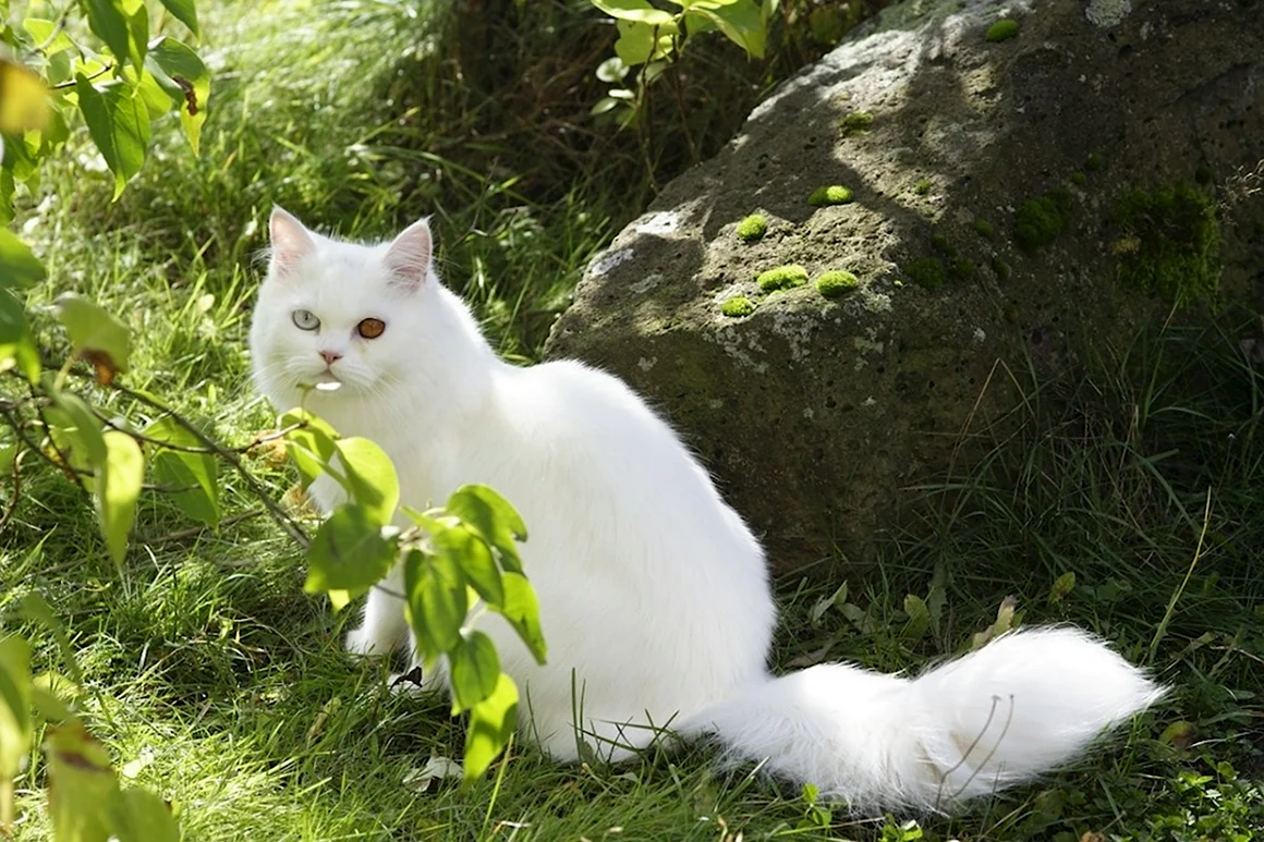 Кошка белая