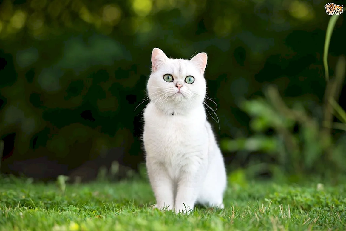 Кошка белая