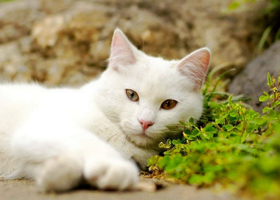 Кошка белая