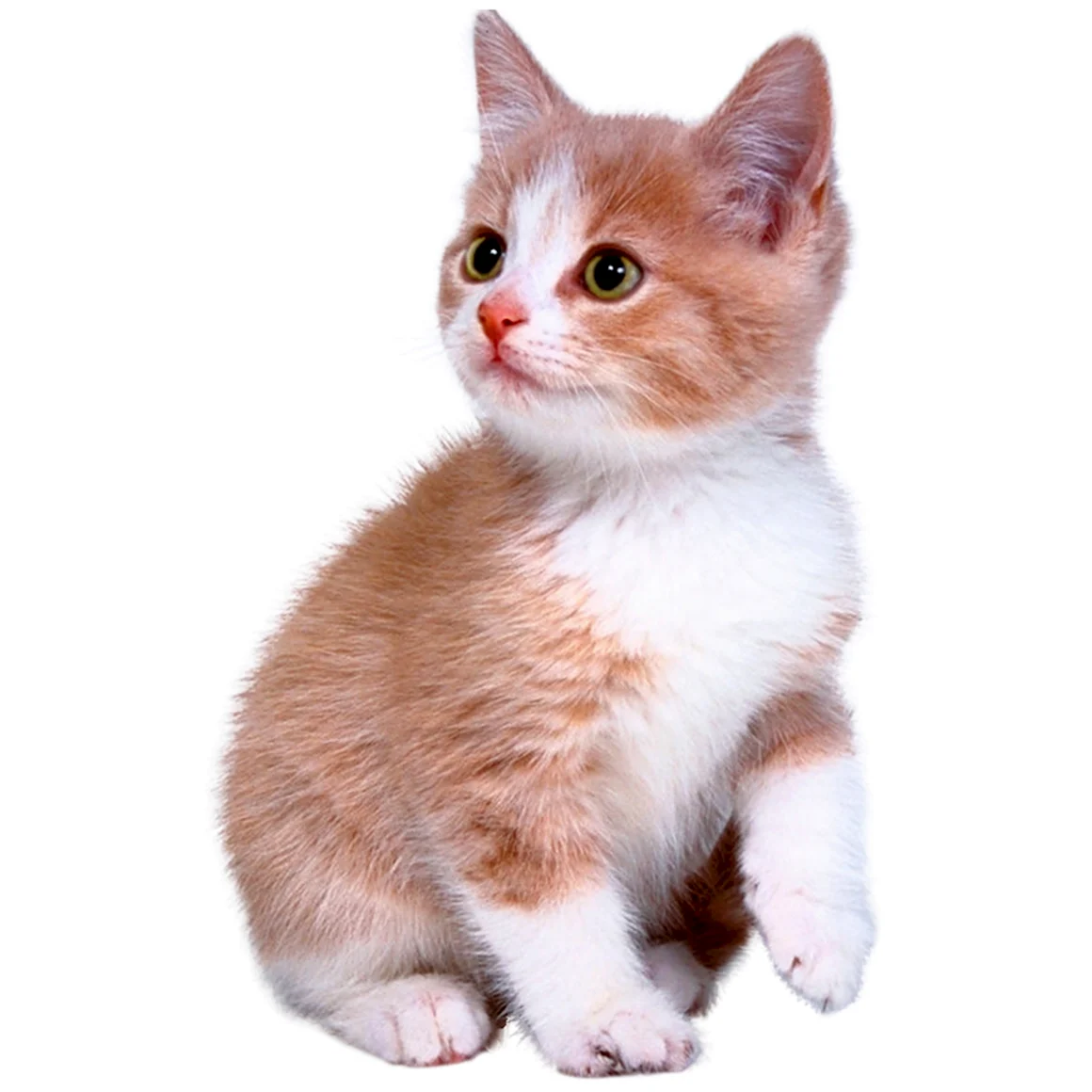 Кошка без фона