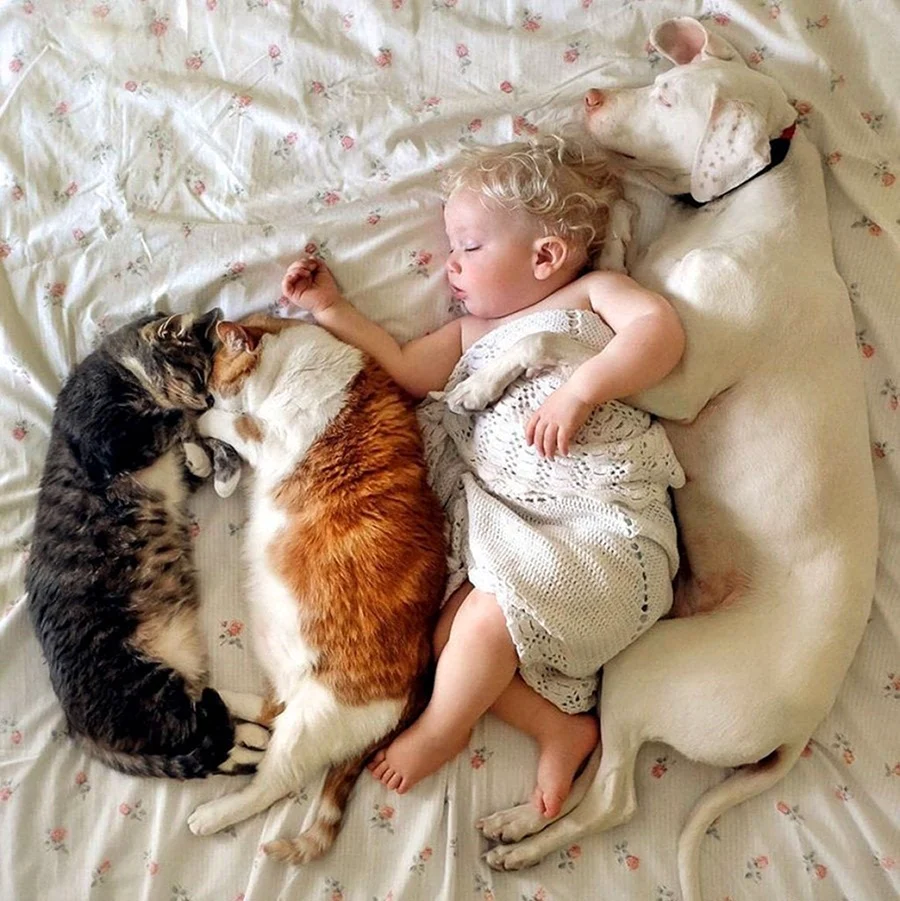 Кошка для детей