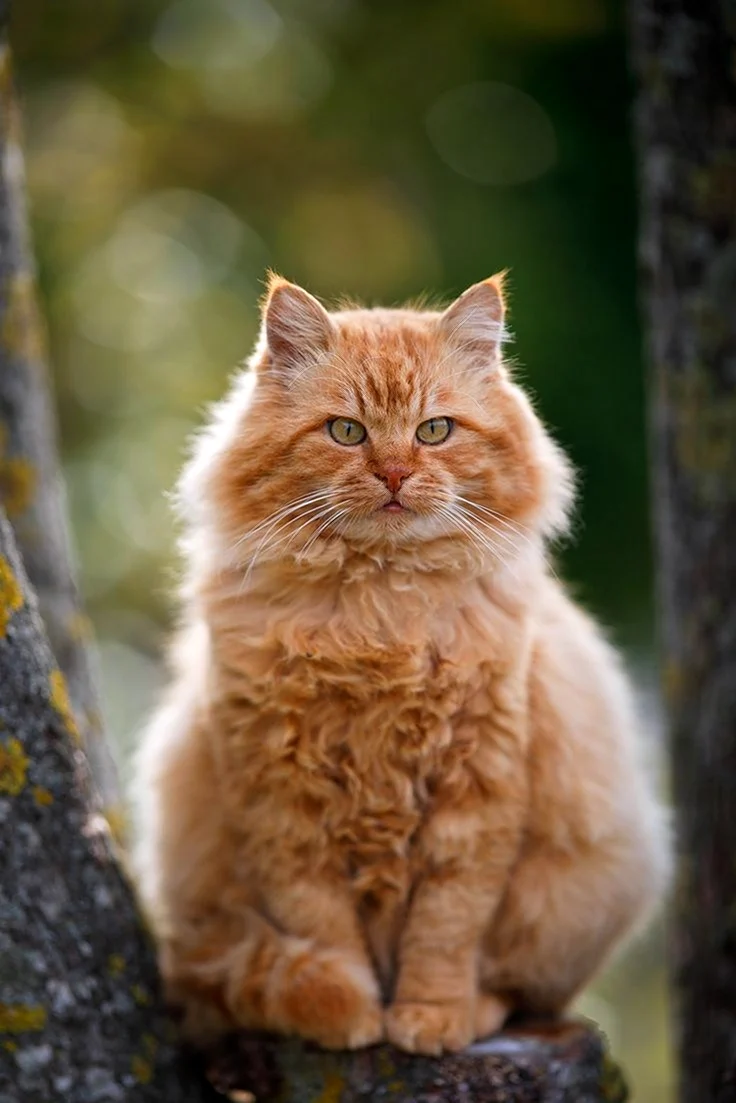 Кошка Гингер
