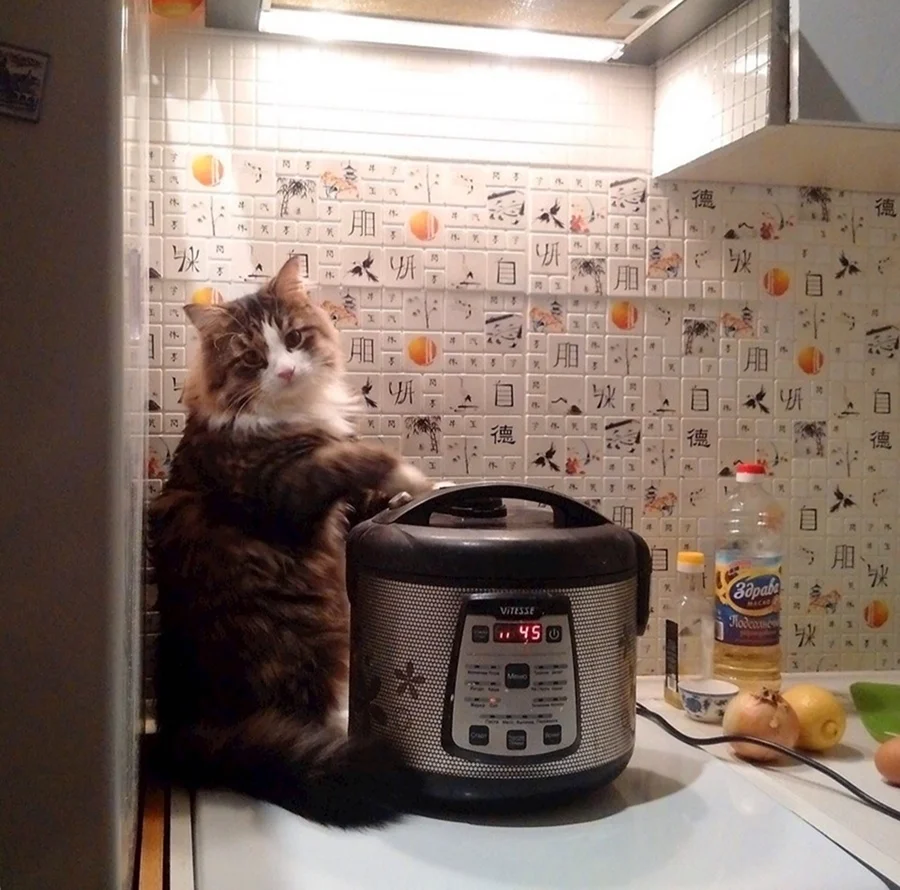 Кошка готовит
