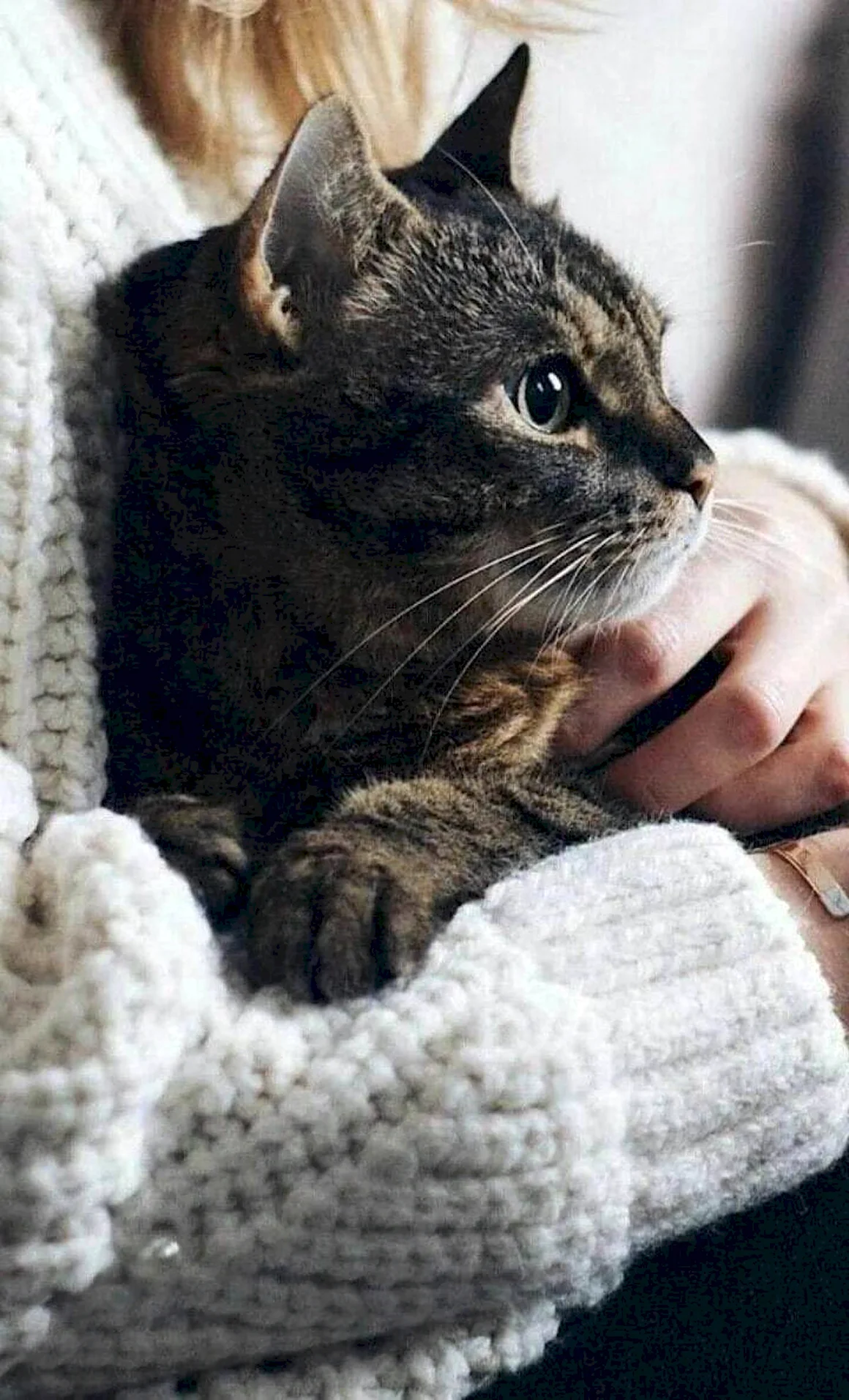 Кошка и хозяин
